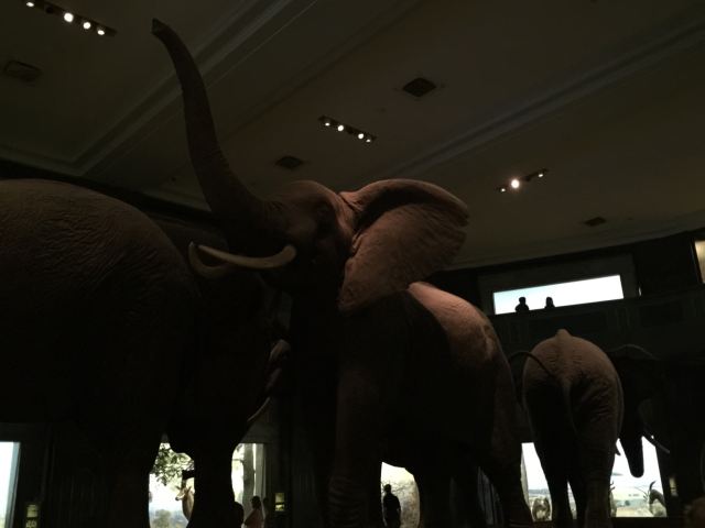 American Museum of Natural History