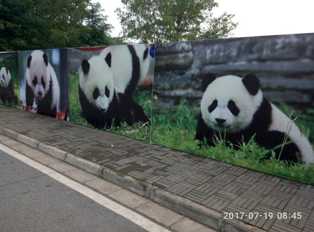 都江堰之熊猫乐园 7月19日上午，我们顶着烈日，满心欢喜地来到都江堰熊猫乐园。想亲眼目睹可爱的大熊猫