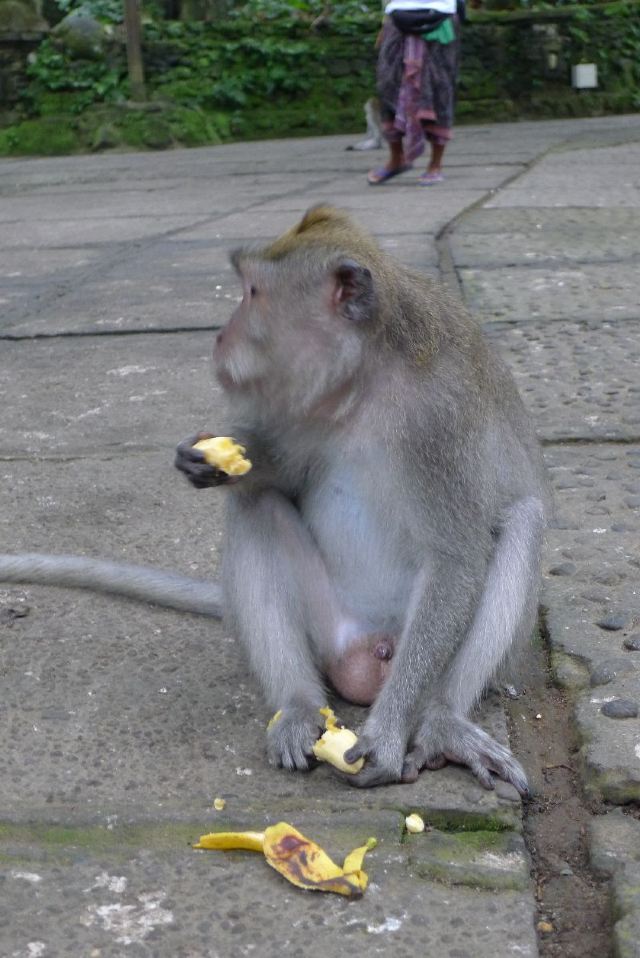 Ubud Monkey Forest