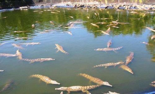 Davao Crocodile Park
