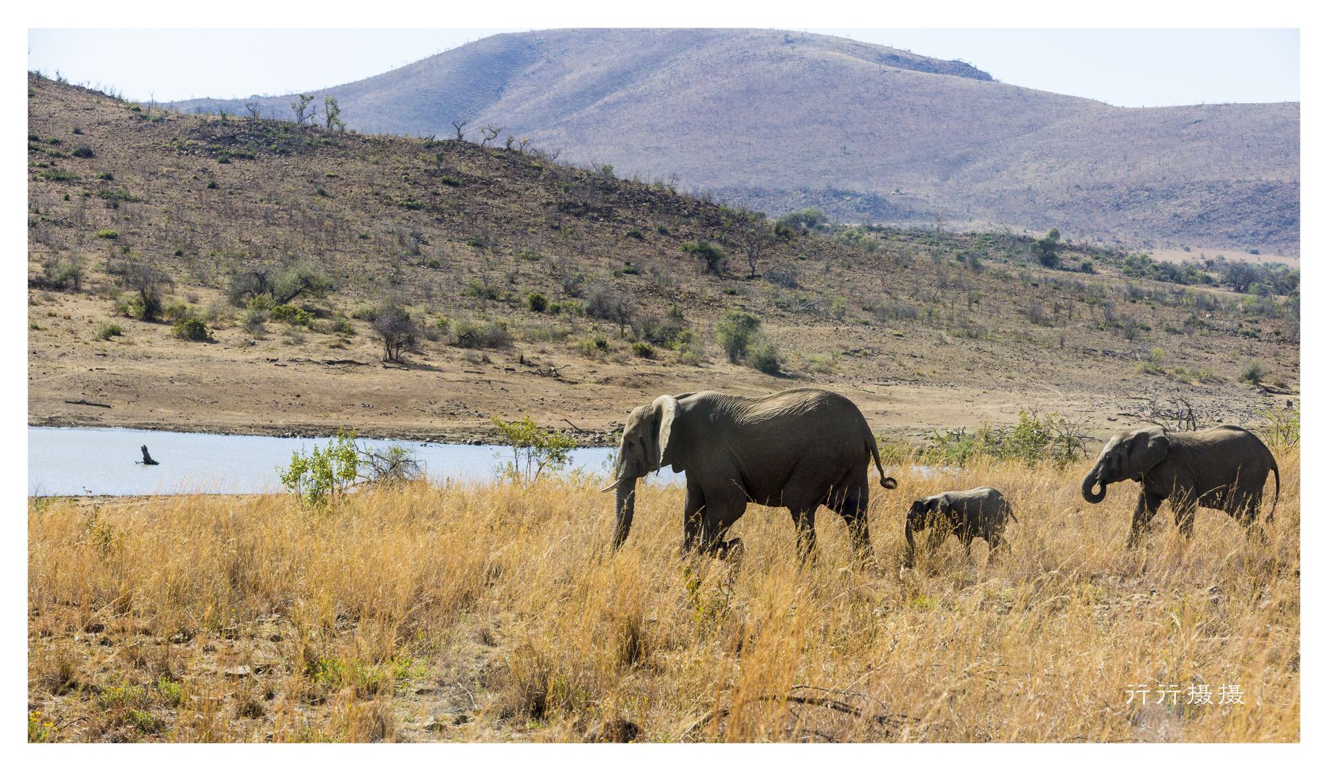 【南非】比林斯堡野生动物保护区