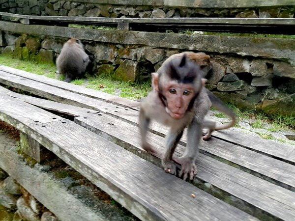 Ubud Monkey Forest