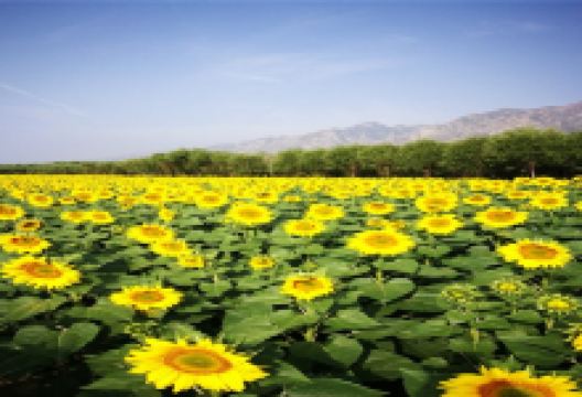 七彩大地景区景点图片