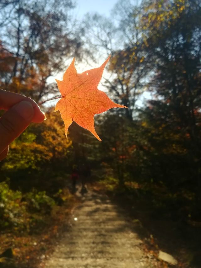 蛟河紅葉谷