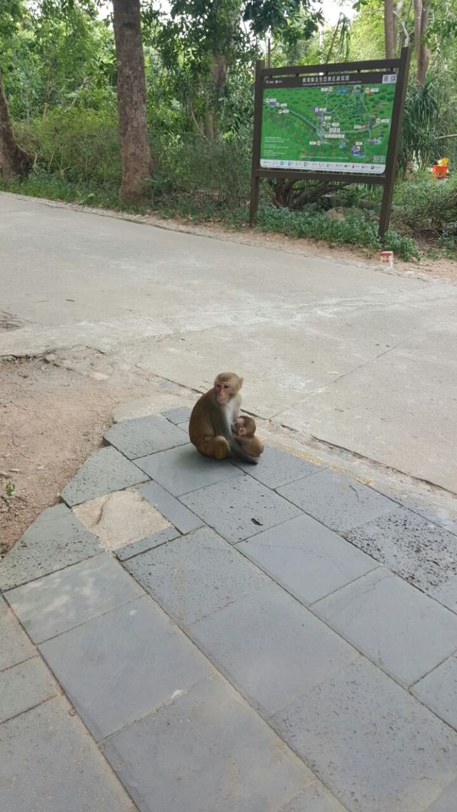 Nanwan Monkey Island