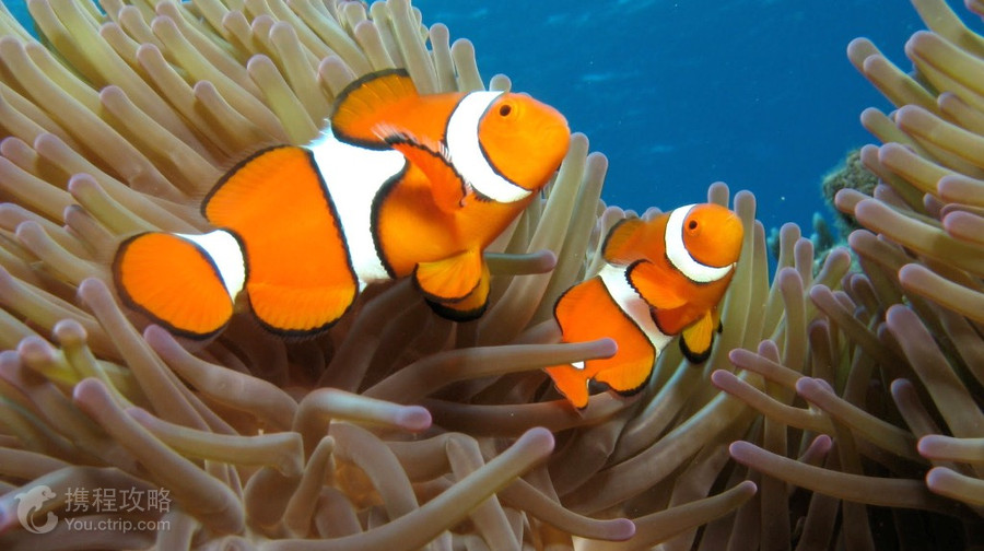 凱恩斯水族館