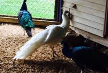 Brookside Restaurant & Cabins美食图片