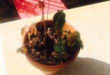 Rodney’s Garden Café美食图片