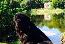 Villa Gallina美食图片