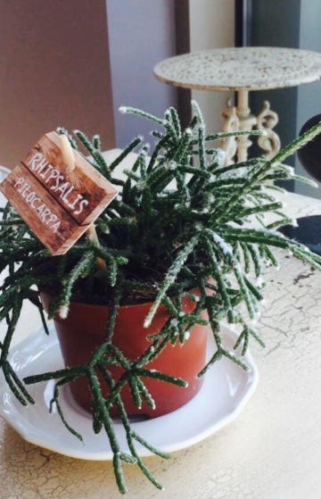 Bocconcino Metropolis