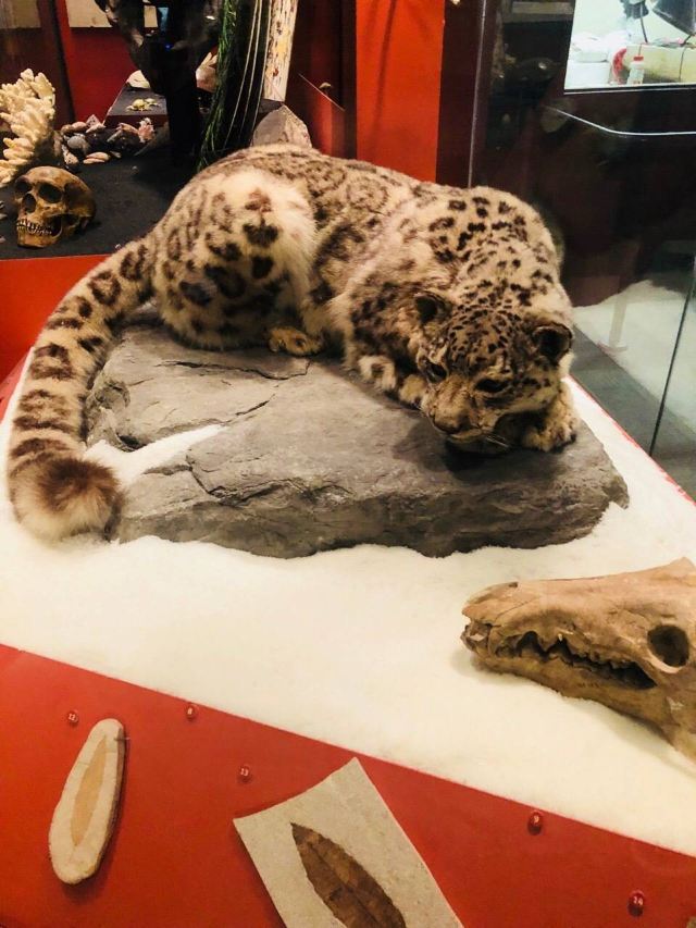 The Field Museum
