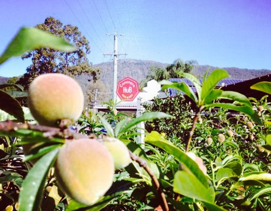 Canungra Hub Cafe & Deli