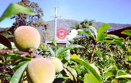 Canungra Hub Cafe & Deli