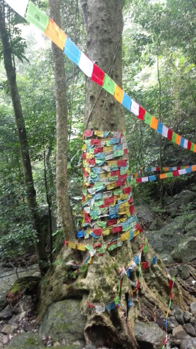 Wuzhishan Tropical Rainforest