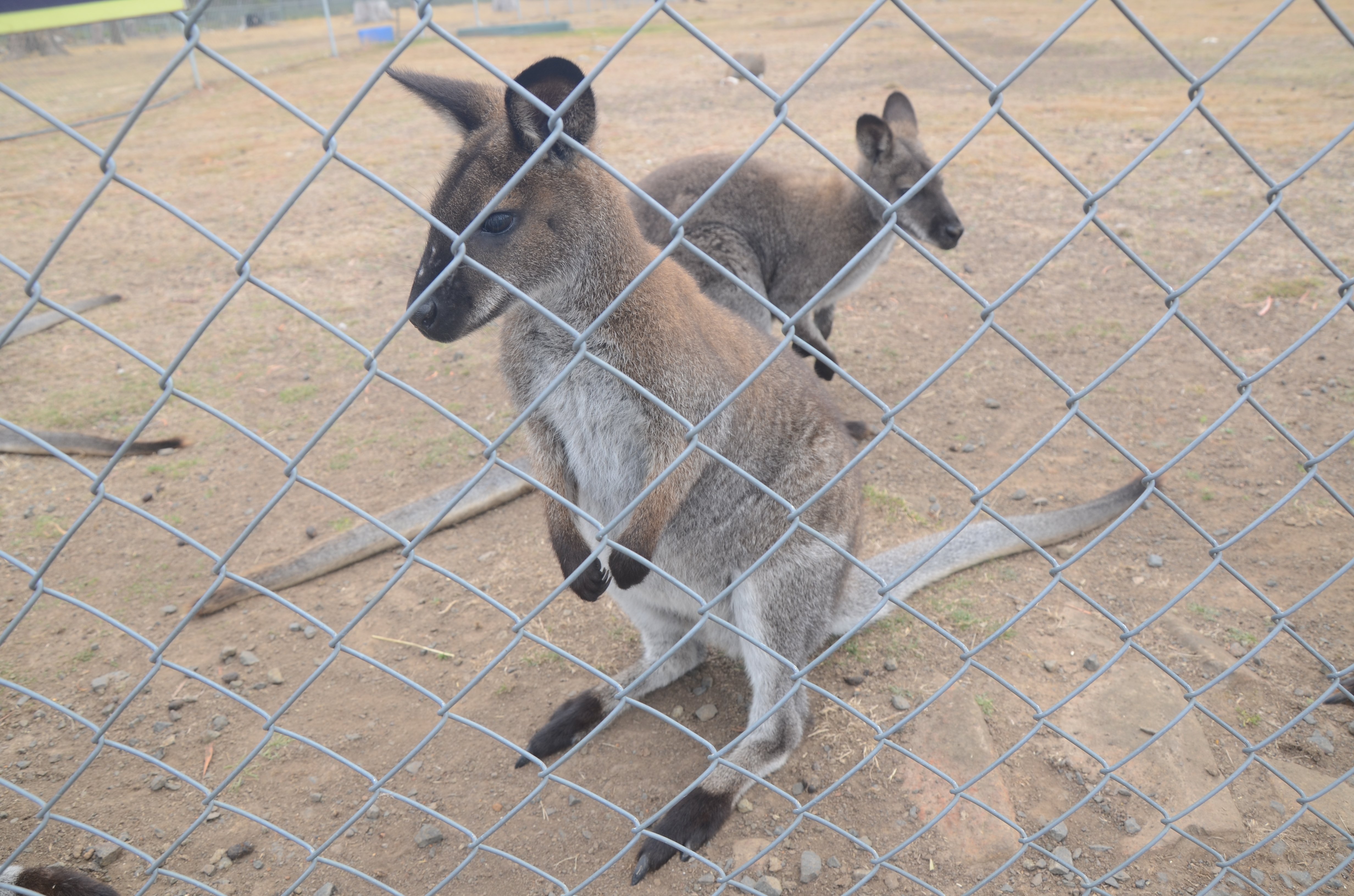 第六天，来到霍巴特动物园。这里有许多澳洲本土动物：考拉、袋鼠、袋獾、企鹅、侏儒绒猴、羊驼、鹦鹉以及许