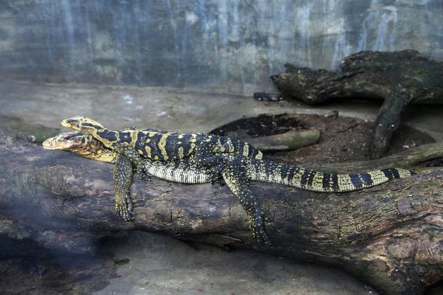 Davao Crocodile Park