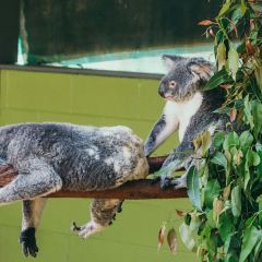 Kuranda Koala Gardens Travel Guidebook Must Visit Attractions In