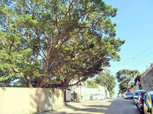 Shek O