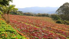 雁南飞茶田景区-梅州-doris圈圈