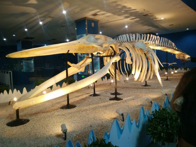 Qujiang Polar Ocean Park