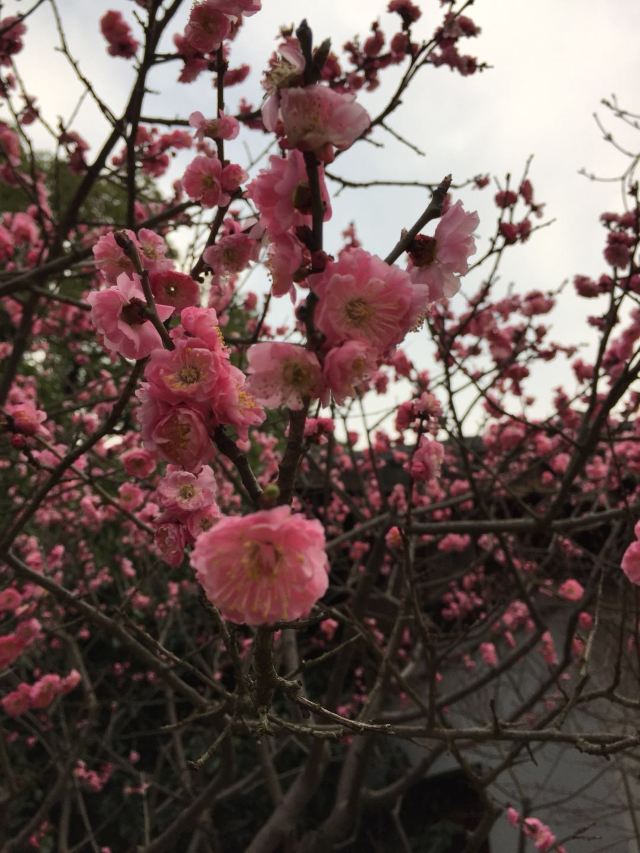 매원