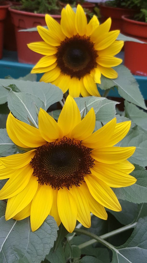 金馬倫高原薰衣草園