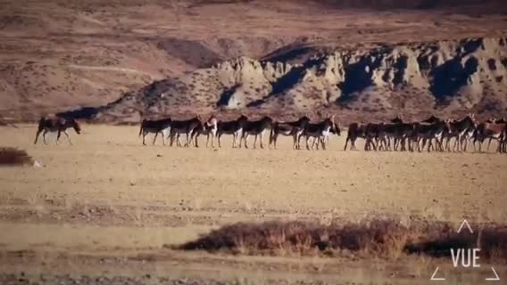 藏野驴的迁徙