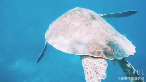 大堡礁的海龙岛追逐绿海龟