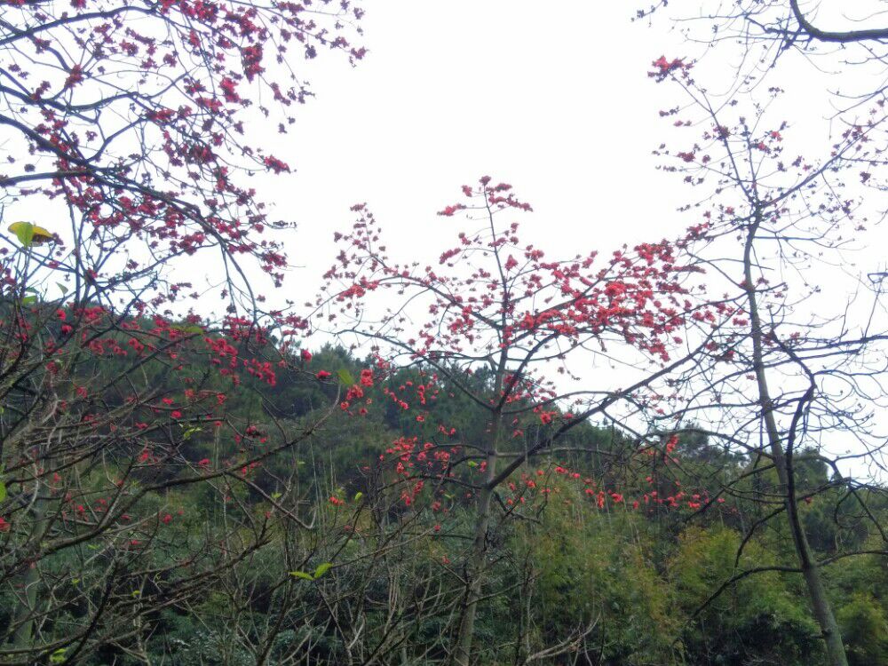 晴朗的假期-肇庆羚羊峡古栈道徒步穿越、紫云谷旅拍