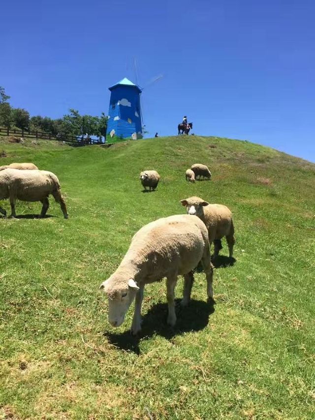 칭칭초원