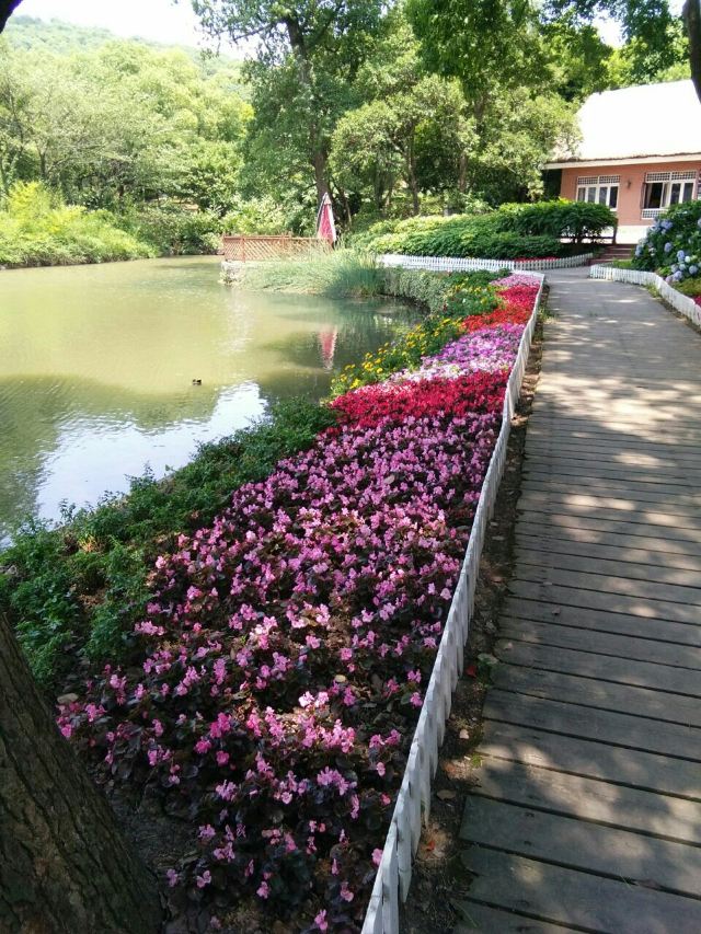 매원