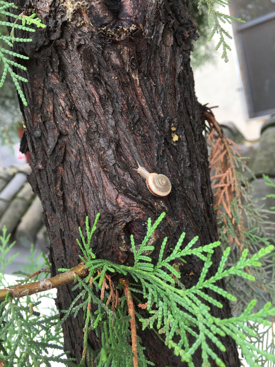 雨后的小蜗牛上树啦