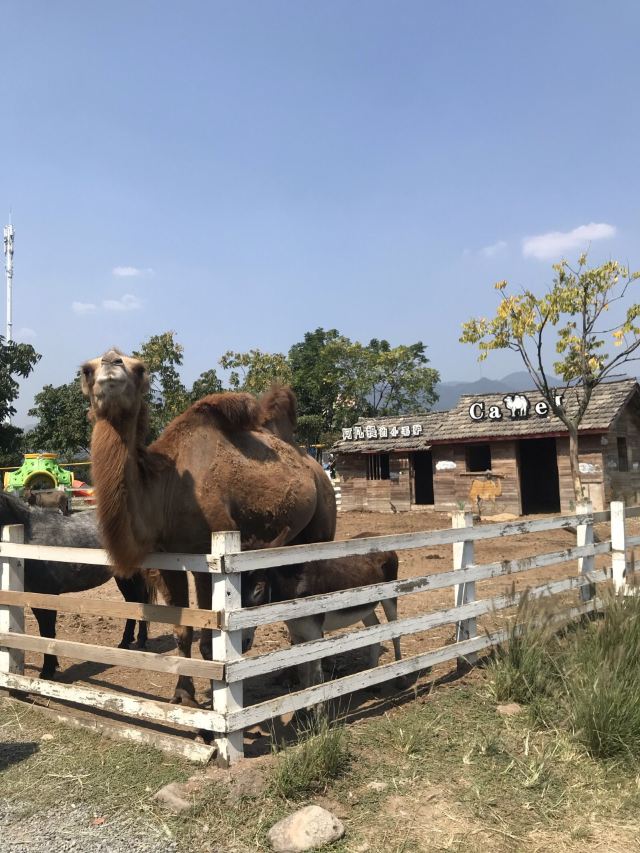 錦林佛手文化園