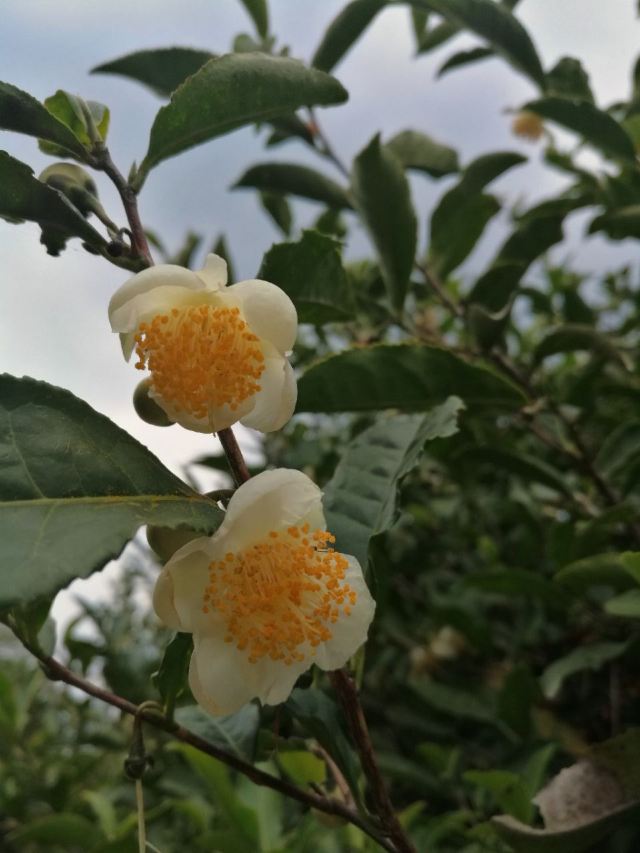 고로산
