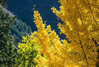 潭柘寺+戒台寺一日游【2-7人私团/上门接送含门票可选导游】【潭柘寺以“先有潭柘寺后有北京城”闻名；戒台寺：以天下第一戒坛闻名，寺内古松奇绝，尤以“卧龙松”为胜】