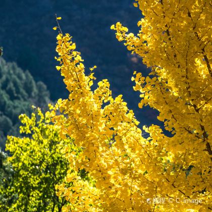 潭柘寺+戒台寺一日游【2-7人私团/上门接送含门票可选导游】