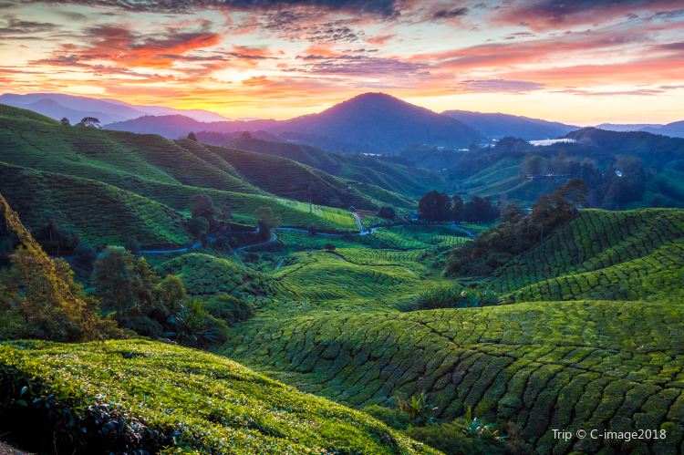 Cameron Highlands Brief Guide