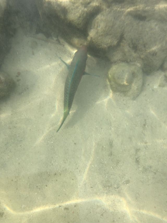 Koh Khai Nok