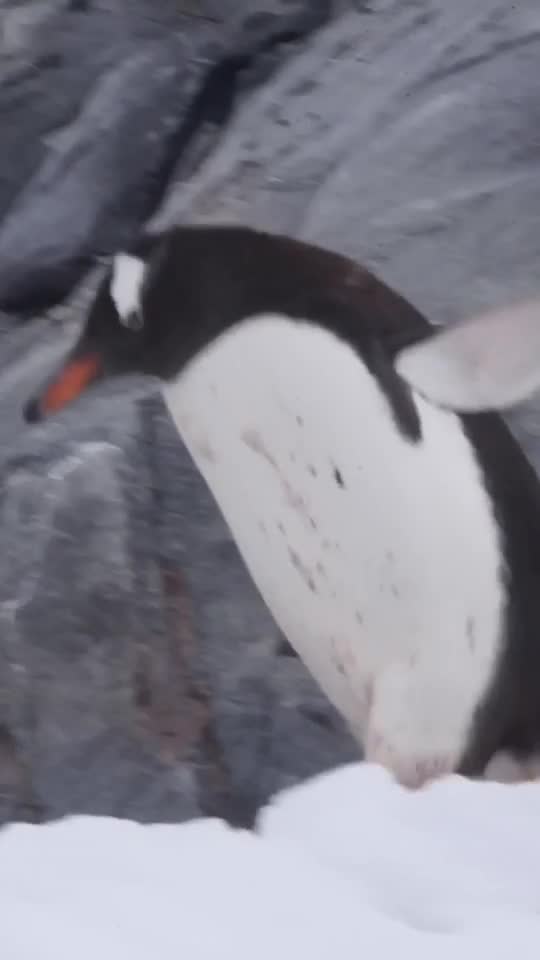 在如此恶劣环境的南极，竟然能让企鹅这样萌物生活下来