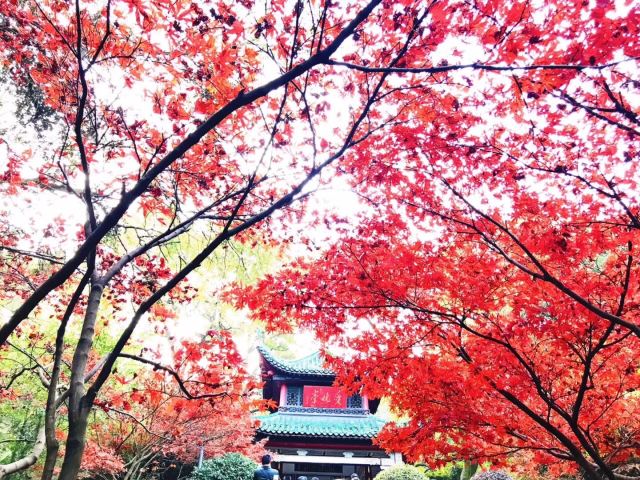 岳麓山