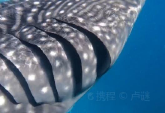 达安班塔延旅游图片-宿务观鲸鲨+潜水胜地3日游