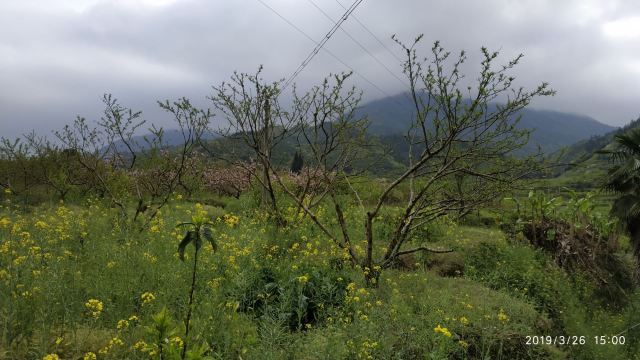 九峰镇花海旅行图片 2