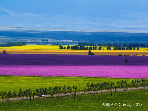 昭苏油菜花
