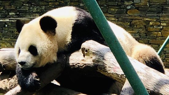 Wolong China Panda Garden Shenshuping Base Travel Guidebook Must