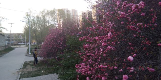 青海大学-党员活动公园旅行图片 2