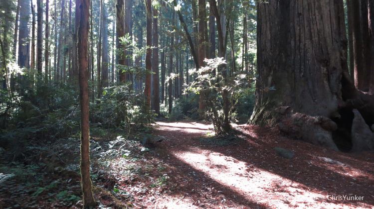 Jedediah Smith Redwood State Park Campground Travel Guidebook