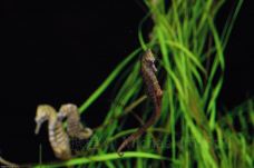 Texas State Aquarium-科珀斯克里斯蒂