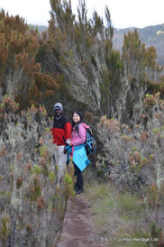 Kilimanjaro游记图片] 第511回：温带森林高山寒漠，寻幽览胜马兰古线