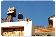莫干山游记图片] 在莫干山里为爱宠打造出一个温馨的家！——莫干山糊涂家宠物民宿