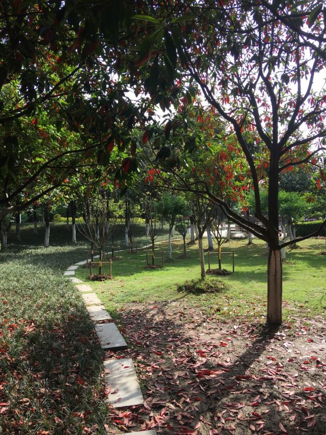 琴台小森林旅行图片 6